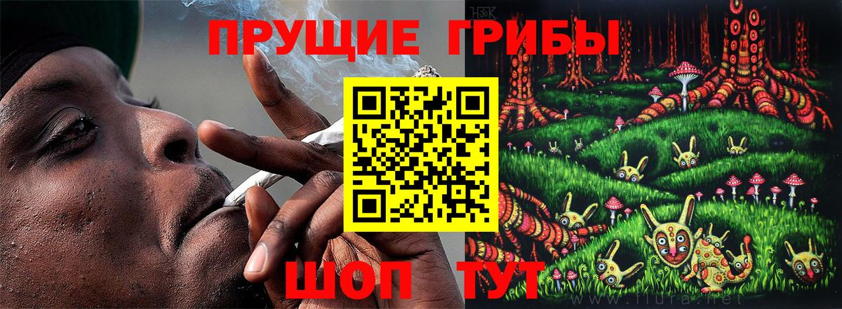 Галлюциногенные грибы Psilocybine cubensis Санкт-Петербург